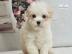 Sweet puppies for sale