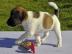 Jack Russell Terrier Welpen Verkaufe