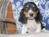 Bassett Hounds jetzt bereit f?r ein neue