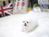 2 Zwergspitz Pomeranian welpen