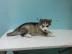 4 Monate alten Husky Welpen