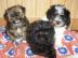 Havaneser babys