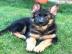 Dutch Shepherd X Deutscher Sch�ferhund