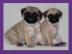 2 Mops Babys suchen ein neues Zuhause