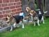 Beaglewelpen Tolle Familienhunde