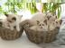 Ragdoll Kitten reinrassig mit Stammbaum