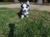 Siberian Husky Welpen