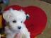 S�sse Malteser Welpen