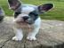 Franz�sische Bulldogg Welpen whatsapp nu