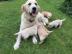 Labrador Retriever Welpen