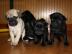 Wundersch�ne Mini Mops Welpen Schwarz Un