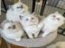 S��e Ragdoll-K�tzchen suchen ein liebevo
