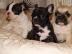 3 wundersch�ne Franz. Bulldogwelpen