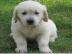 M?nnliche und weibliche Golden Retriever
