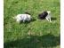 Labradorwelpen,reinrassig,blond-foxred. 