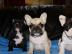 Schwarz-wei�e Franz�sische Bulldoggen We