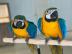 Gelbbrustaras-Papageien