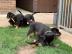 Rottweiler Welpen zu verkaufen