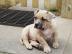 American Pocket Bully Welpe jetzt ferti