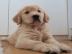 Atemberaubende Golden Retriever Welpen f