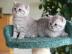 Wunderschne BKH Kitten mit Stammbaum