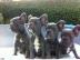 Wundersch�ne Franz�sische Bulldoggen Wel