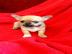 Mini Chihuahua Welpen zum Verkauf
