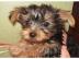 Yorkshire Terrier Welpen black and tan. 