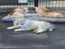 Reinrassige Siberian Husky Welpen