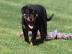 Super-Rottweiler Welpen zur Annahme