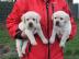 Labrador-Welpen fr eine neue Familie zu