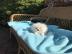Wundersch�ne Mini Pomeranian Zwergspitz