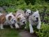 Englische Buldogge wundersch�ne Rassehun