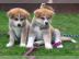 s��er reinrassige Japan.  Akita Inu Welpe