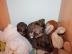 4 s��e Langhaar - Chihuahua Welpen suche