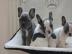 Traumhafte Franzsische Bulldoggen Welpe