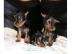 Yorkshire Terrier Welpen