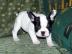 Supers��e Franz�sische Bulldogge Welpen