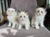 Ragdoll-K�tzchen mit Papieren. 
