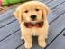 Golden retriever welpe