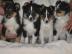 Traumhafte Sheltie - Welpen