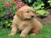 Golden Retriever-Welpen