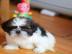 Sch�n kleinen Baby Shih Tzu Welpe
