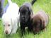 Wunderbare Labrador-Welpen