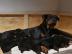 Reinrassige Rottweiler-Welpen
