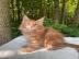 Maine-Coon-K�tzchen zu verkaufen!