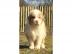 zwei Australian Shepherd Welpen