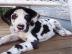 Magnificent Dogge Welpen gehen zu gehen