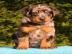 Beauceron Welpen mit Stammbaum FCI