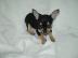 Top mini Chihuahua Welpen
